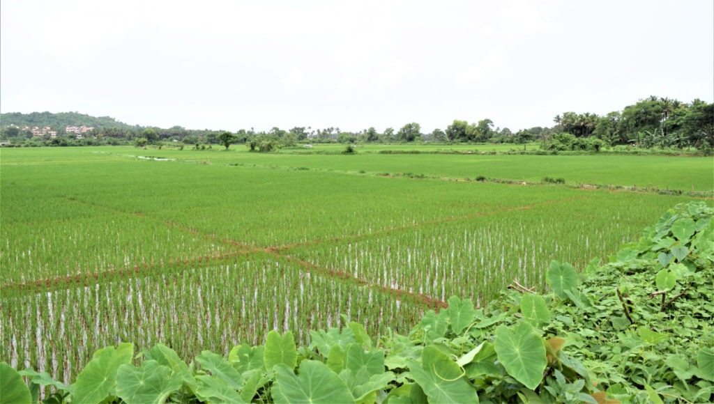 Verdant-green-fields-